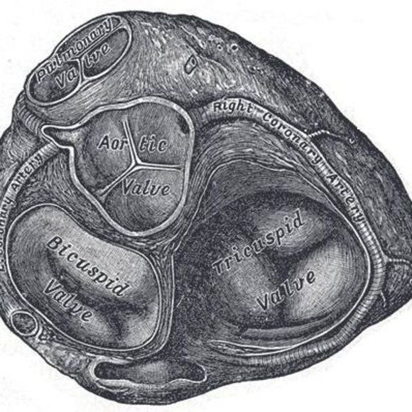 Meet your Posher, Dima - Picture 1 of 1